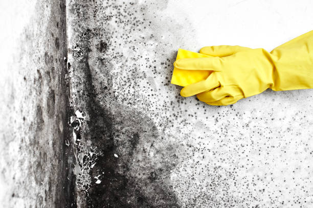 Best Professional Mold Removal  in Strathmore, NJ