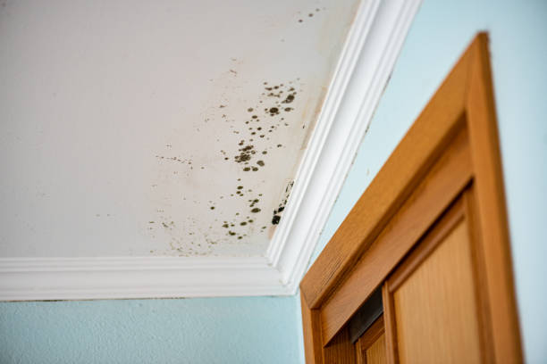 Best Mold Remediation Services  in Strathmore, NJ