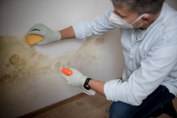 Best Home Mold Removal  in Strathmore, NJ