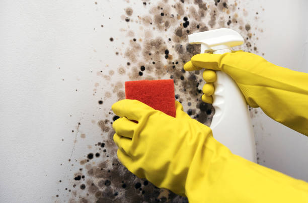 Best Mold Cleaning Services  in Strathmore, NJ