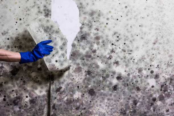 Best Mold Testing  in Strathmore, NJ