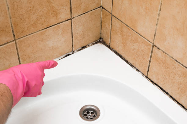 Mold Testing and Removal in Strathmore, NJ