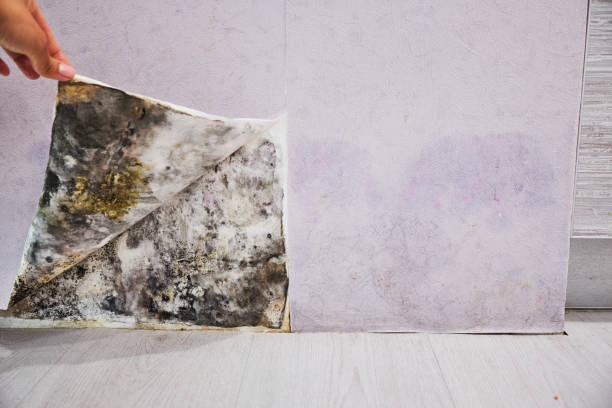 Best Same-Day Mold Removal  in Strathmore, NJ